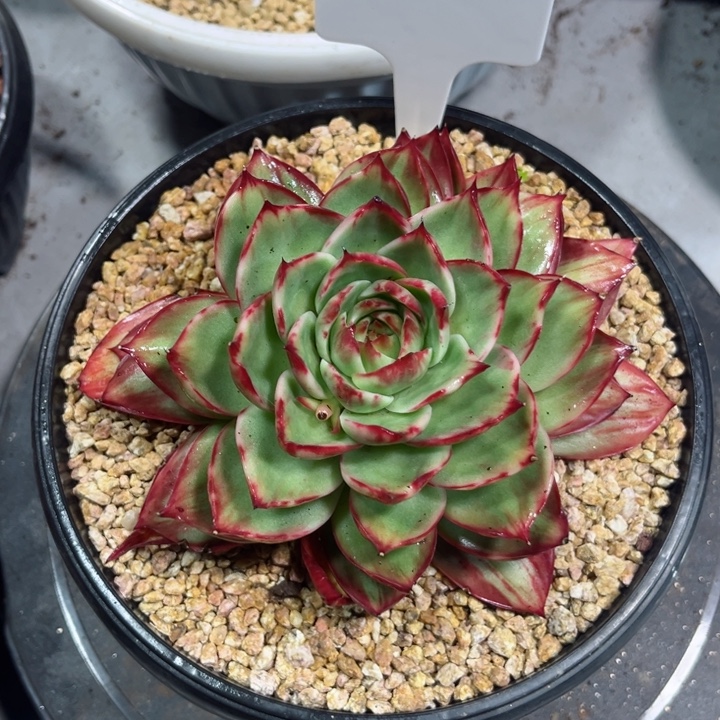 自***性惊鸿仙子多肉植物A421