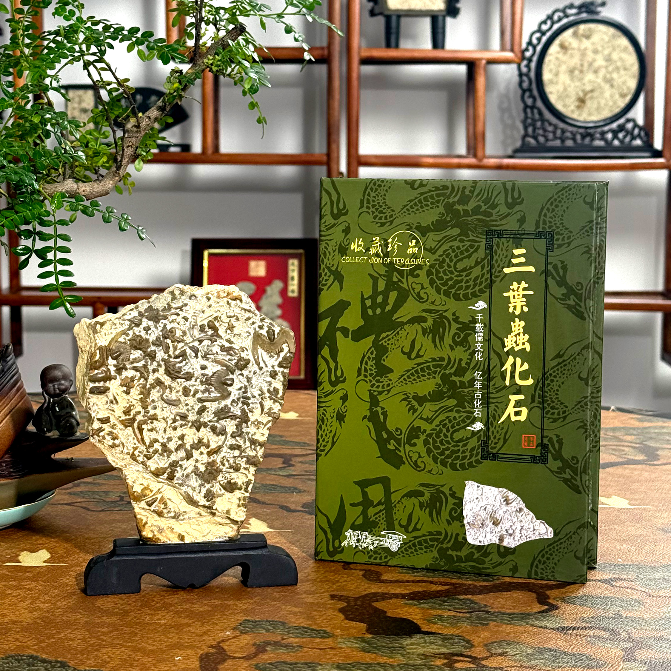 三叶虫化石燕子石小书本摆件