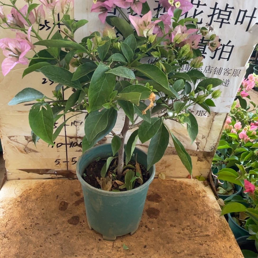 当前无花朵，栽培后可花朵39h