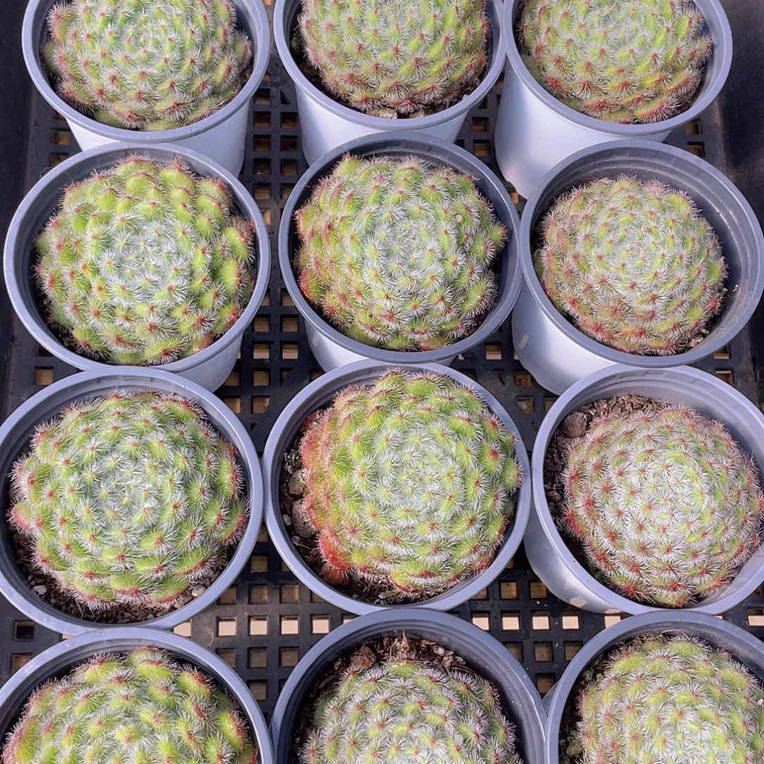 量拍114号 黄晶果母本大单头一个