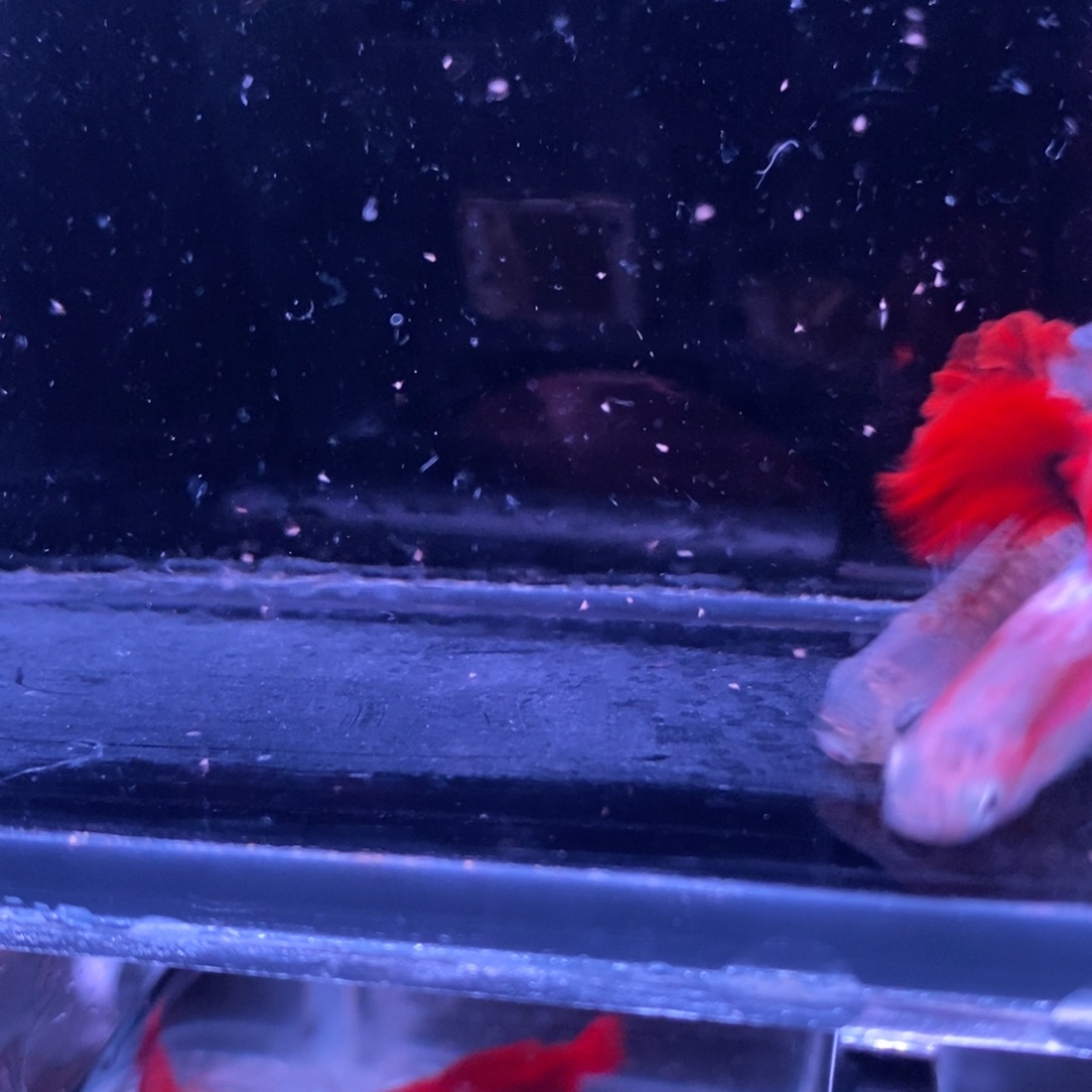 孔雀鱼菊花帆一对