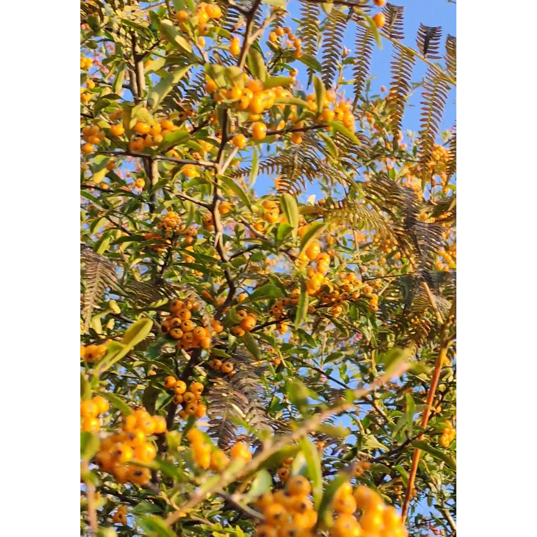 金黄果火棘盆景带果盆栽老桩果阳台植物耐寒直播间观花植物