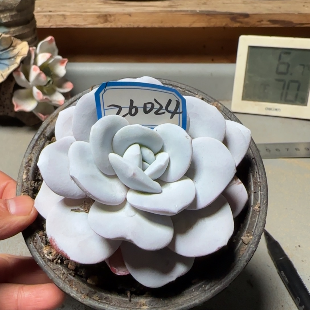 26024雪莲多肉单头