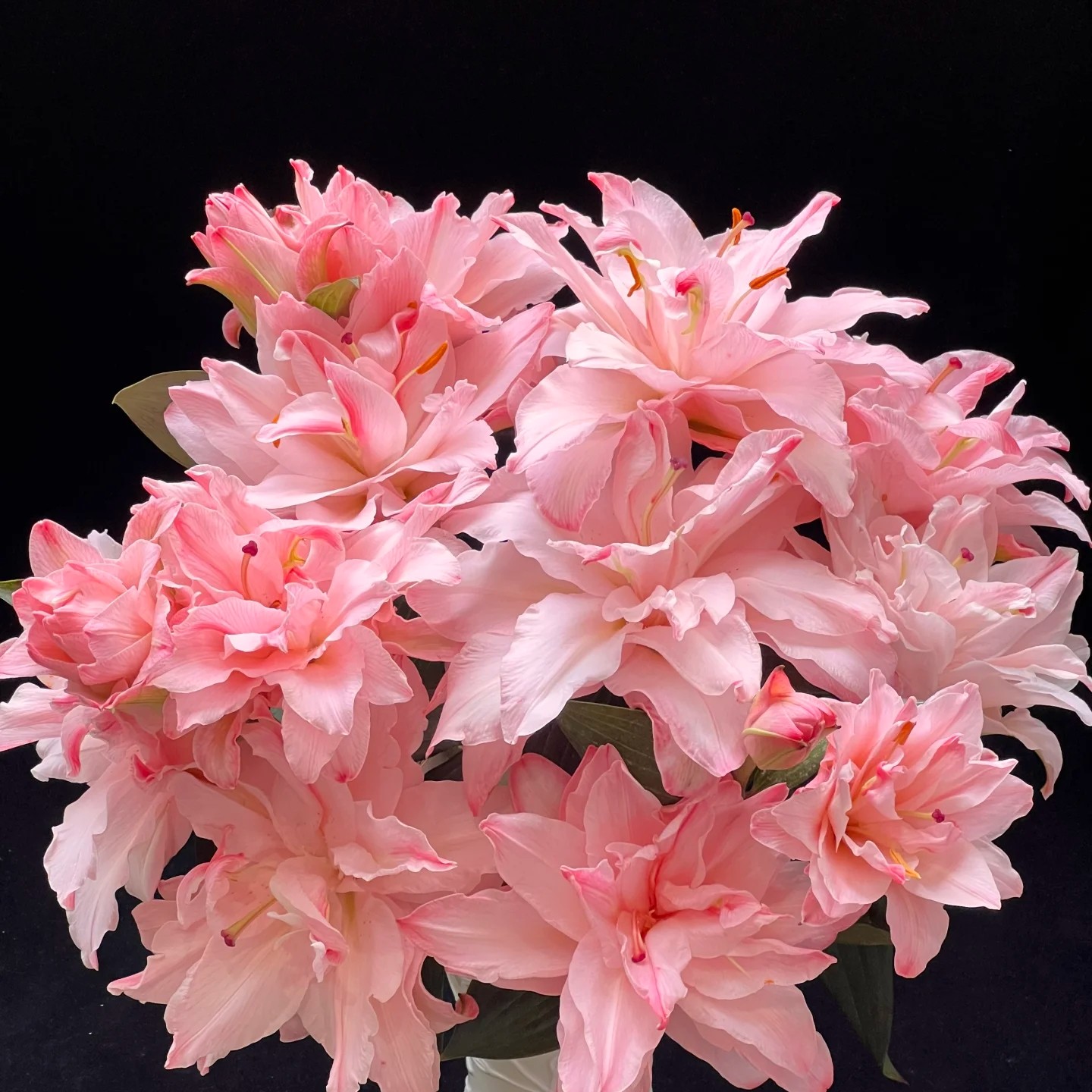 【大小王】芙蓉吸色 重瓣百合 两单顺丰冷链 一单普通快递