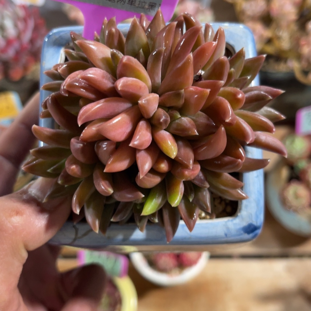 云尘多肉一物一拍不含盆1239