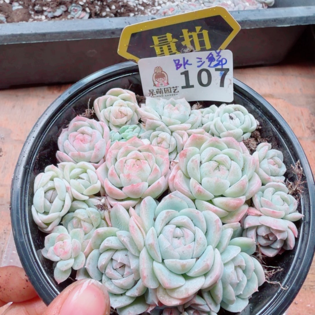 多肉植物多肉植物