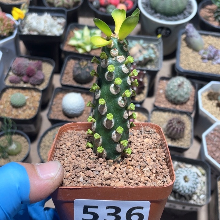536无刺霸王边大戟