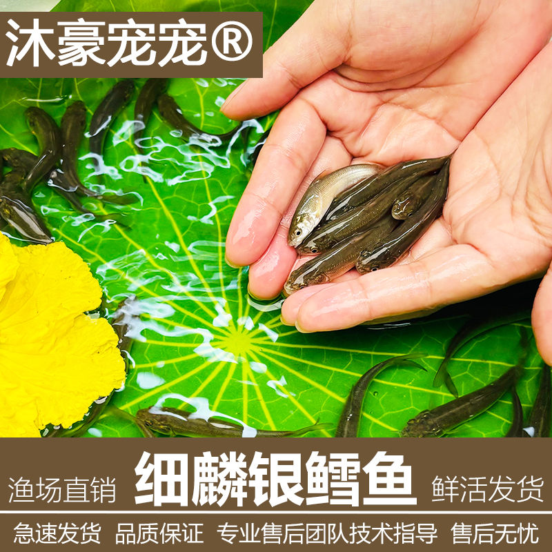 沐豪宠宠【运营推荐】招财食草银鳕鱼苗大鳞鈀淡水冷水观赏食用鱼