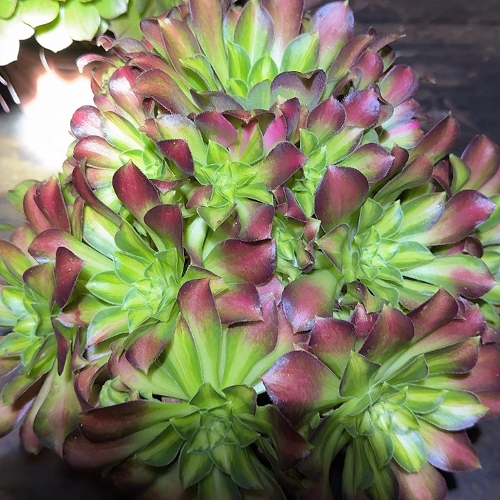 精品韶华捧花亏本福利