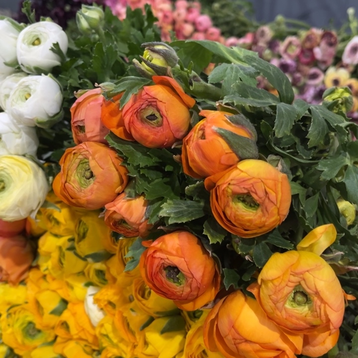 橙色洋牡丹8-10支