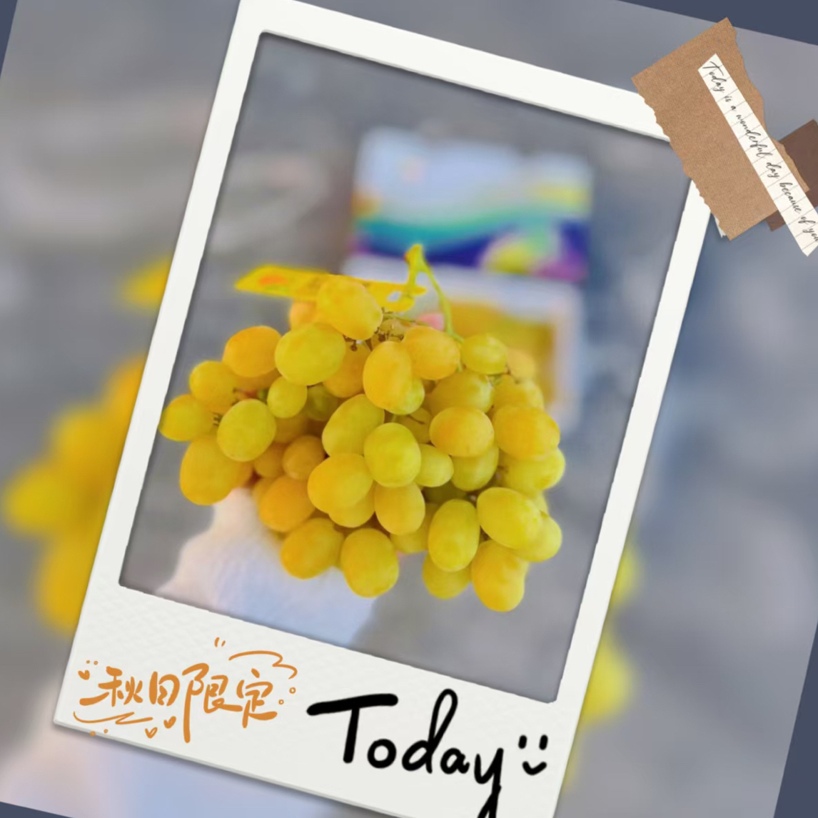 行雨苗木-甜蜜的云朵（棉花）嫁接苗