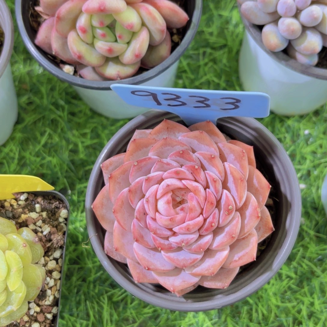 ℳ*香我的小可爱们都好可爱