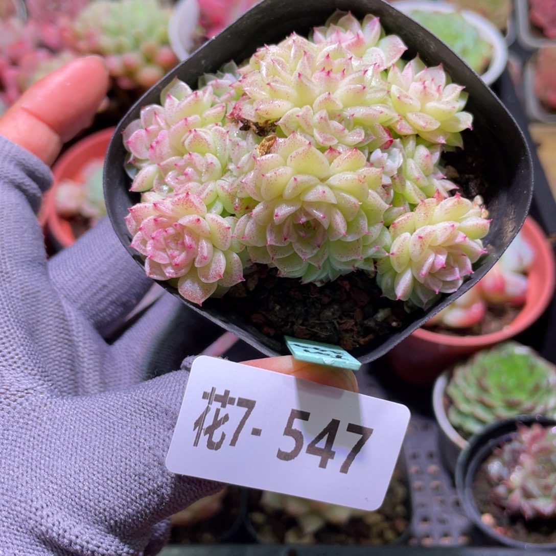 花利美7-547麦秆群