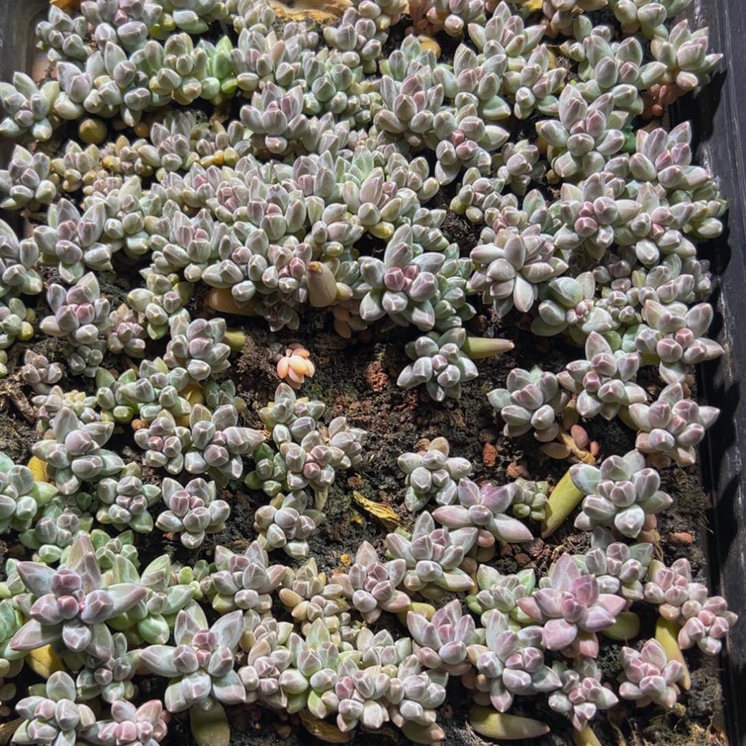 大小不等大小不等