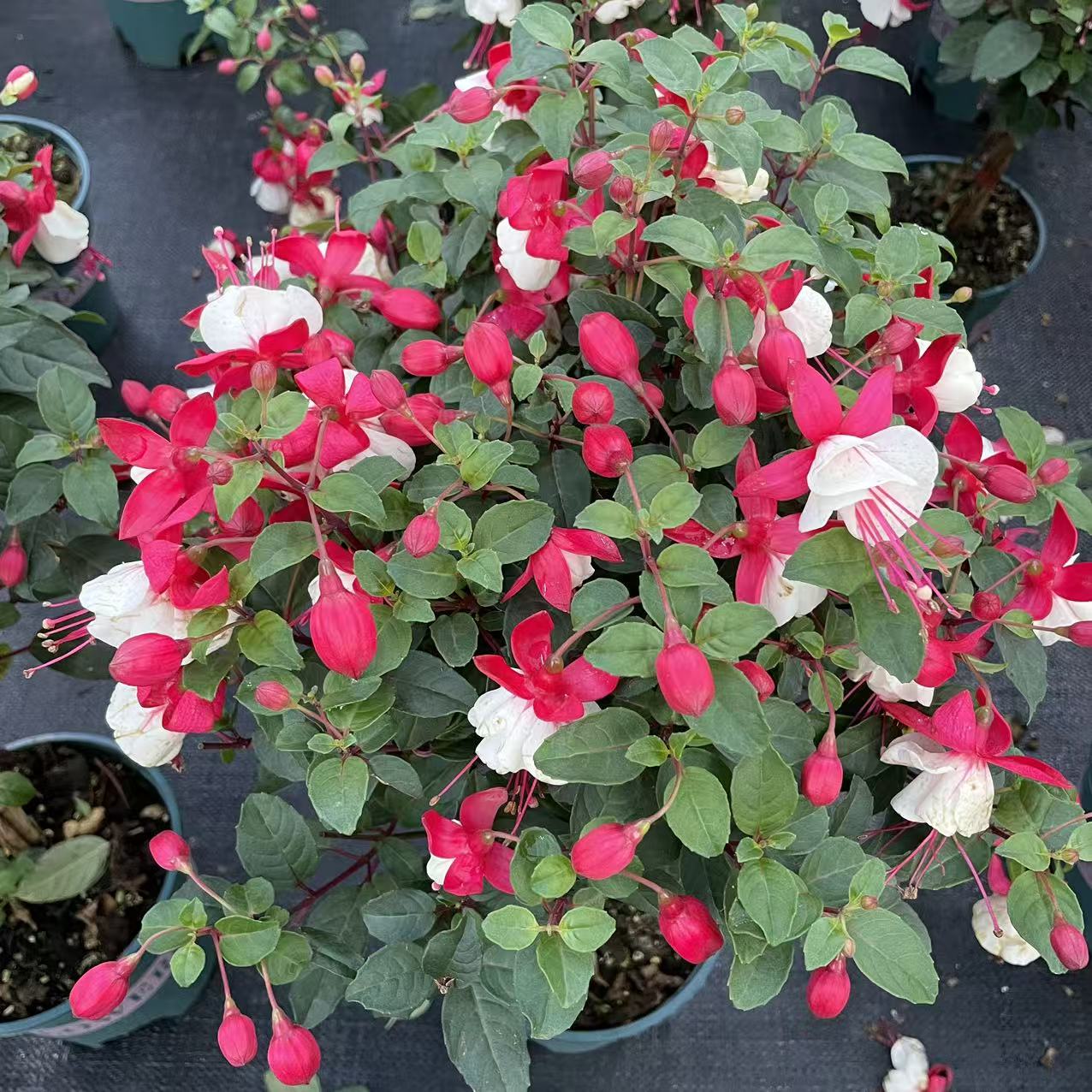 【百叶裙棒棒糖】倒挂金钟灯笼花 阳台庭院易养护 花期长花量大