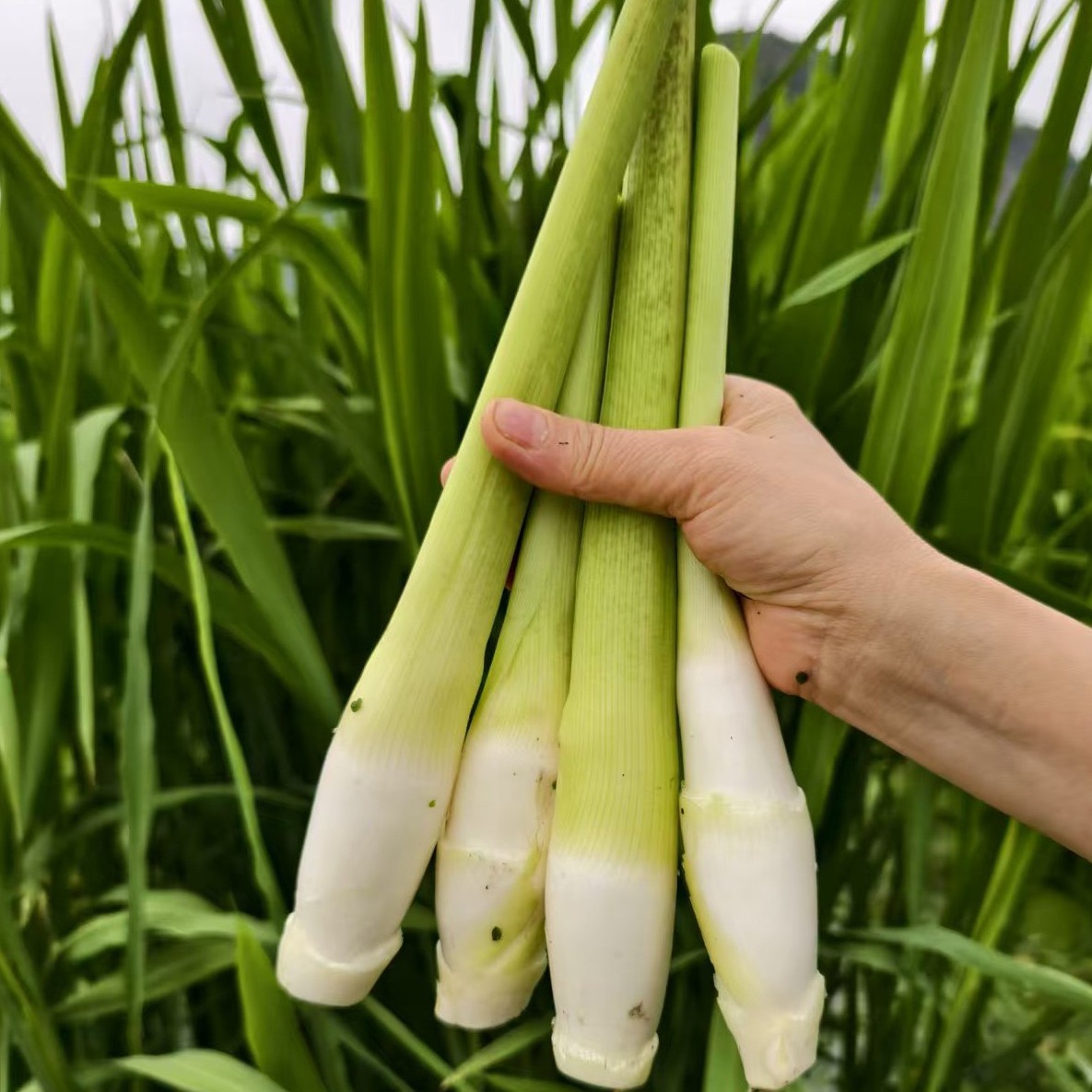 台州本地高山茭白现摘现发脆嫩鲜甜