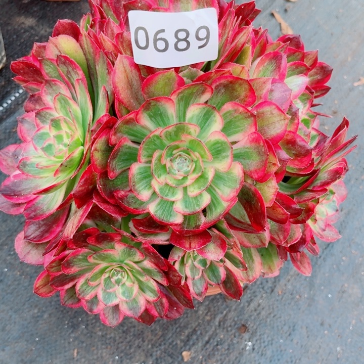 新品赤子心特价多肉