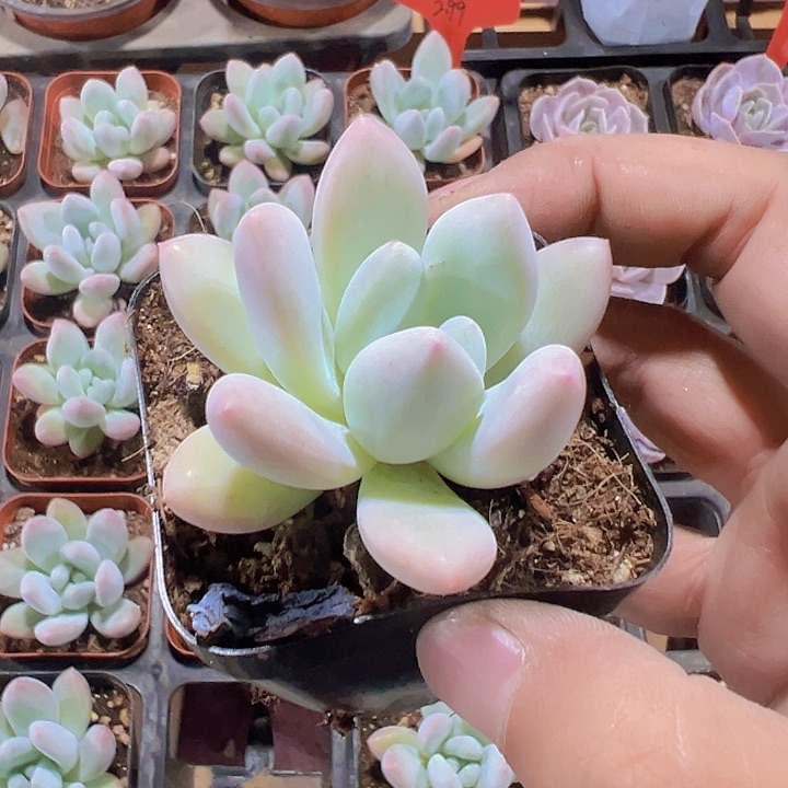 香水精品多肉植物