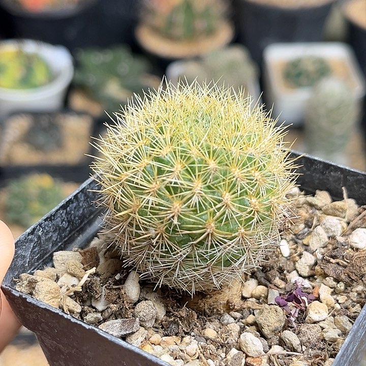 黄环丸沟宝山实生球一颗3.4公分