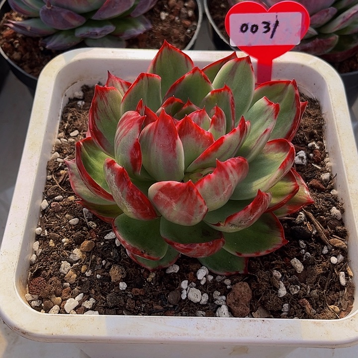 惊鸿仙子多肉植物31