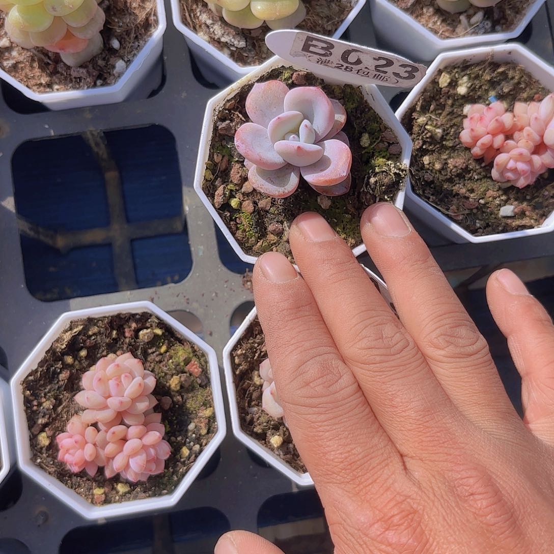 B023奶茶一物一拍