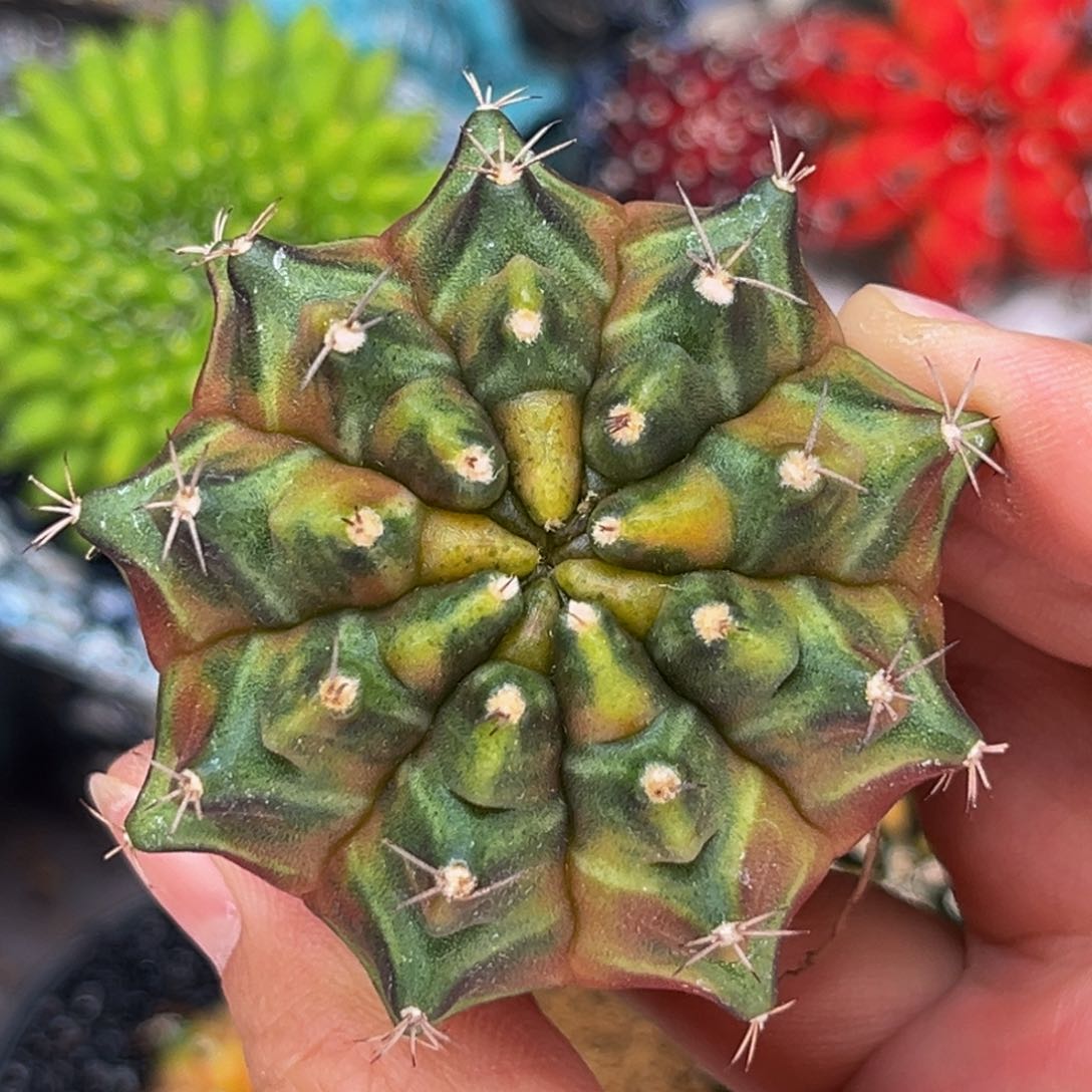 乌贼b 米哈仙人球