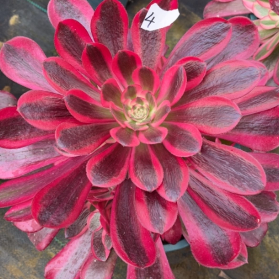 【闪购商品】4美杜莎多肉法师