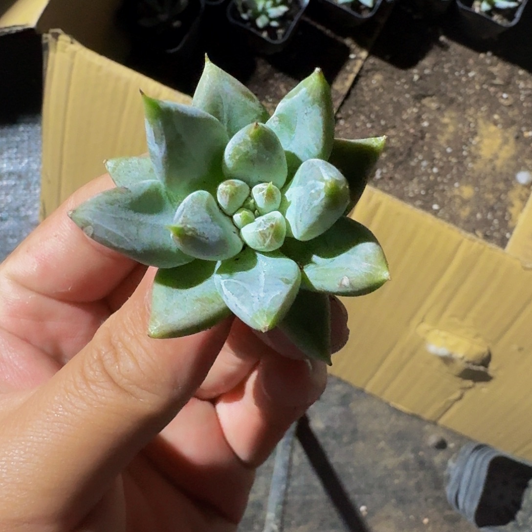 夏***光杜里万 单头 一物一拍