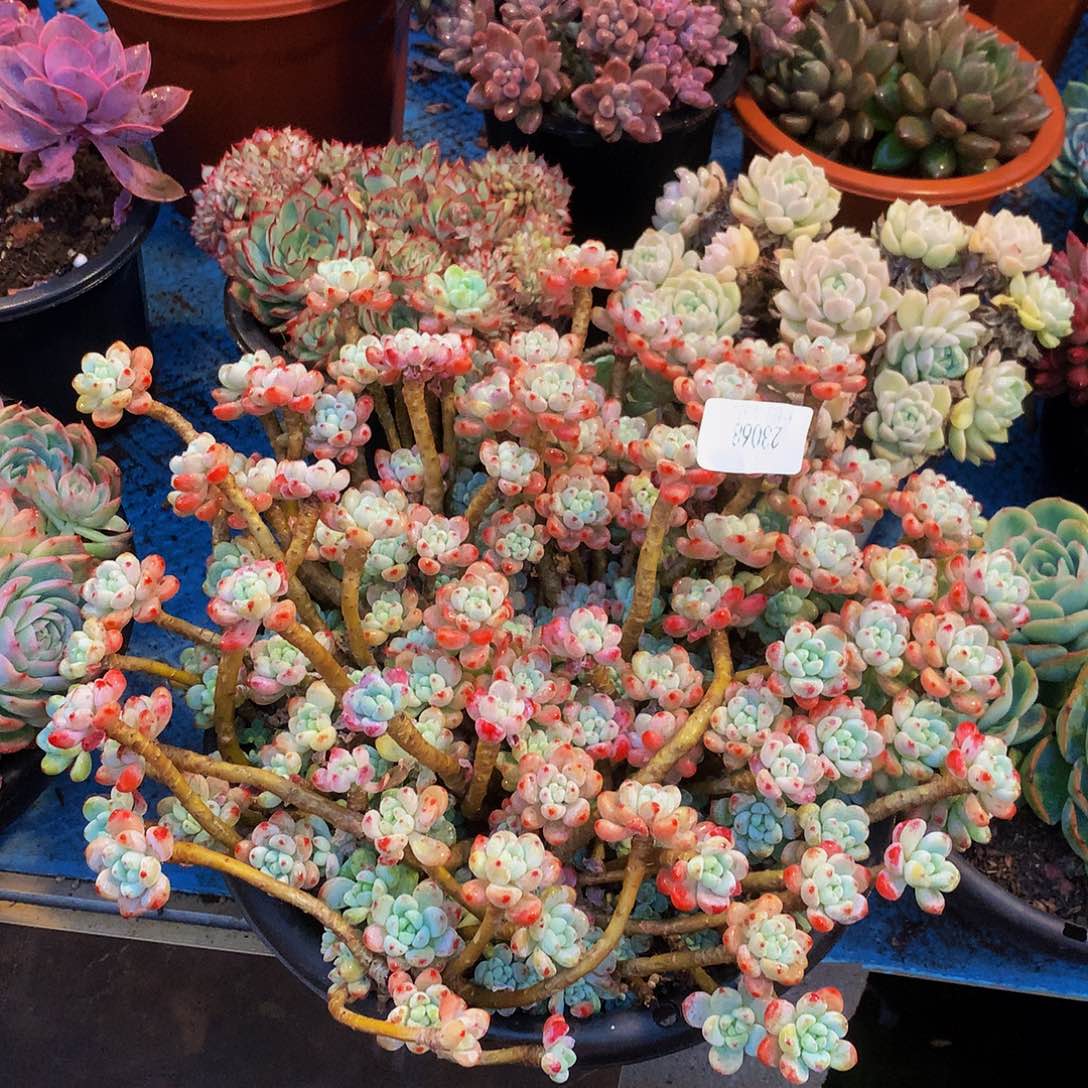     樱花罗琦多肉23068