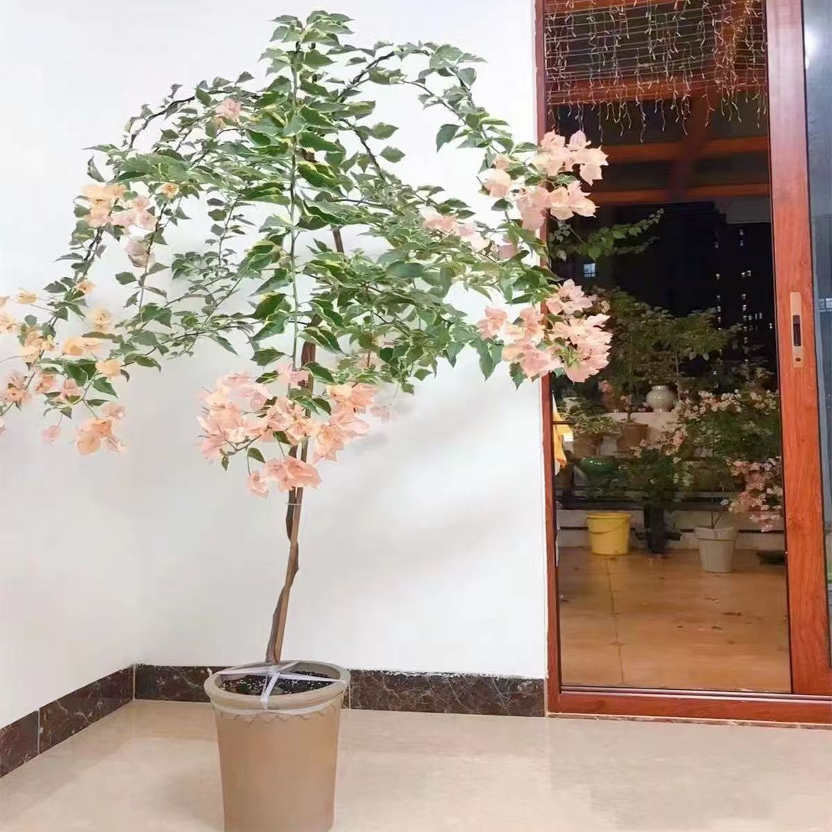 【一物一拍】三角梅四季勤花品种带花原盆易养阳台高飘