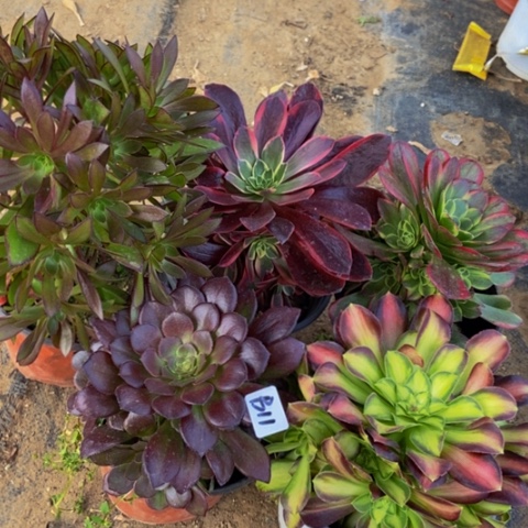 五颗嫩桩裸根发货11多肉不包断