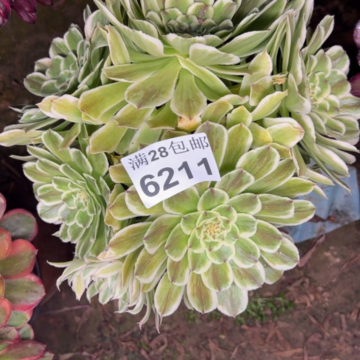 6211碧浪多肉植物