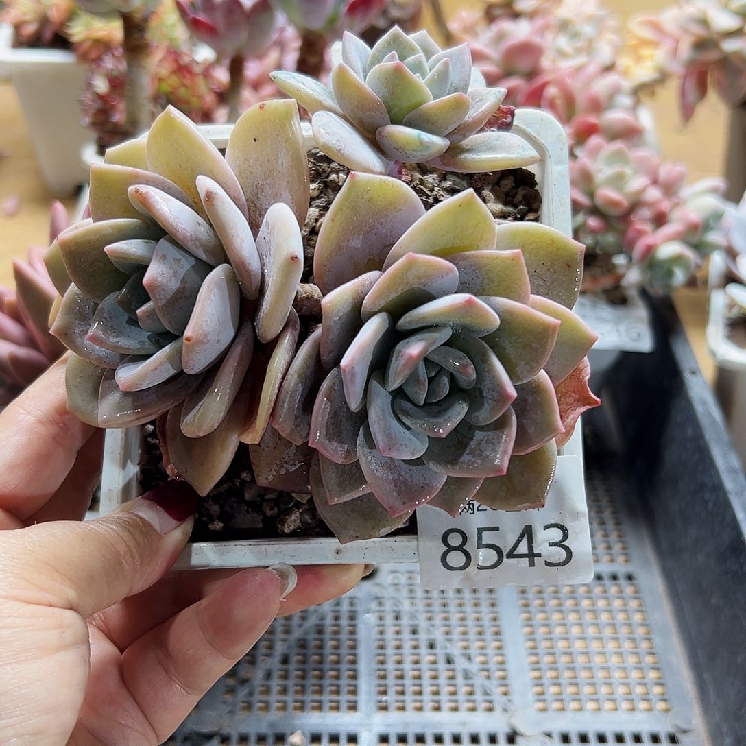 9号多肉一物一拍8543
