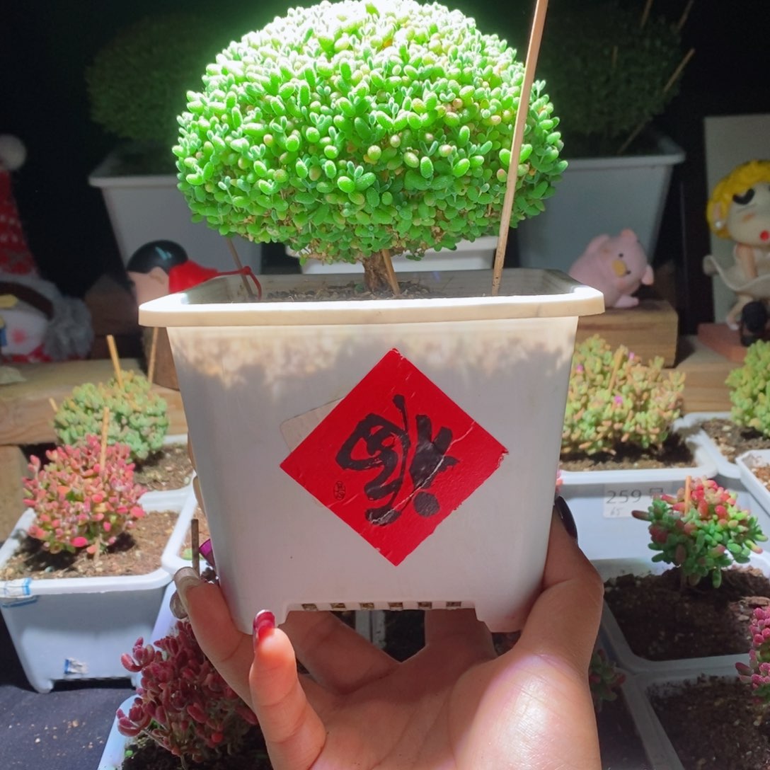 蜜橘带盆土发货一物一拍