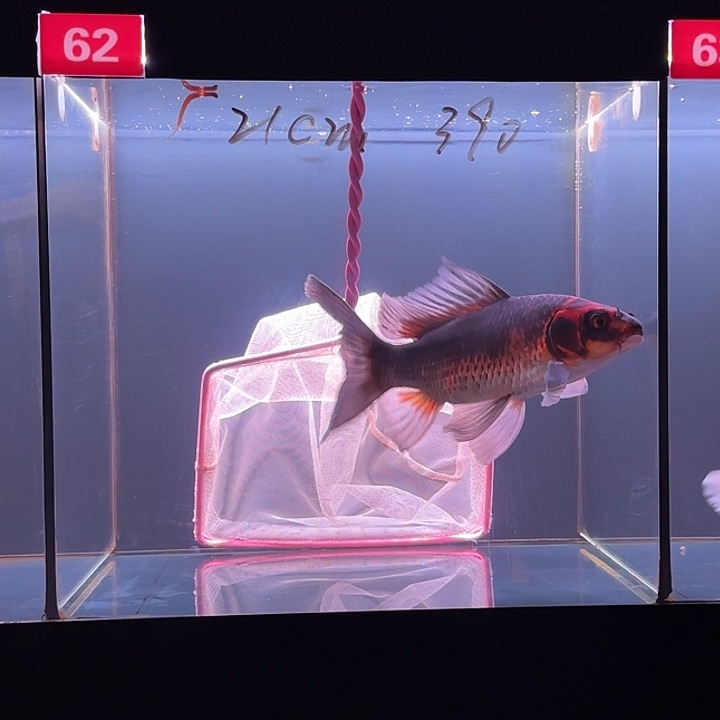 蝴蝶鲤鱼62号红猫