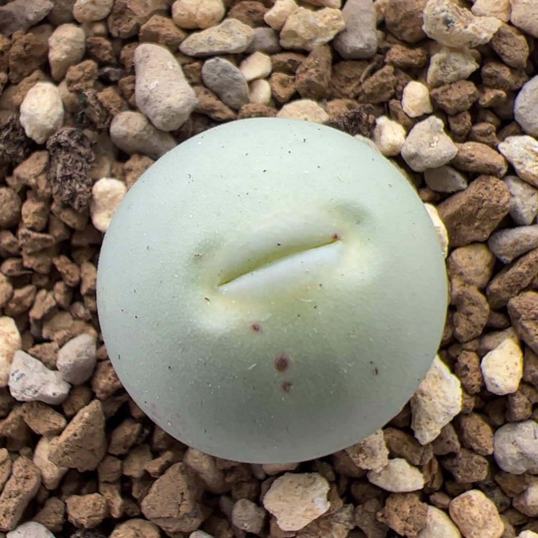 079号鸽子蛋 多肉植物