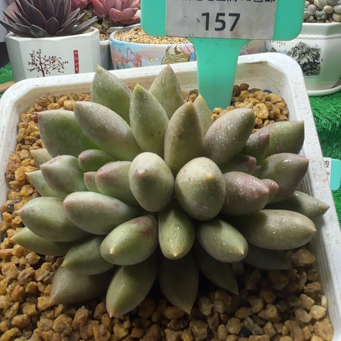 唐二姐多肉编号157