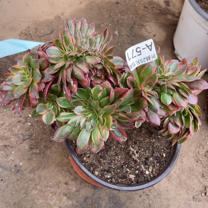 571琳琅缀12345678多肉