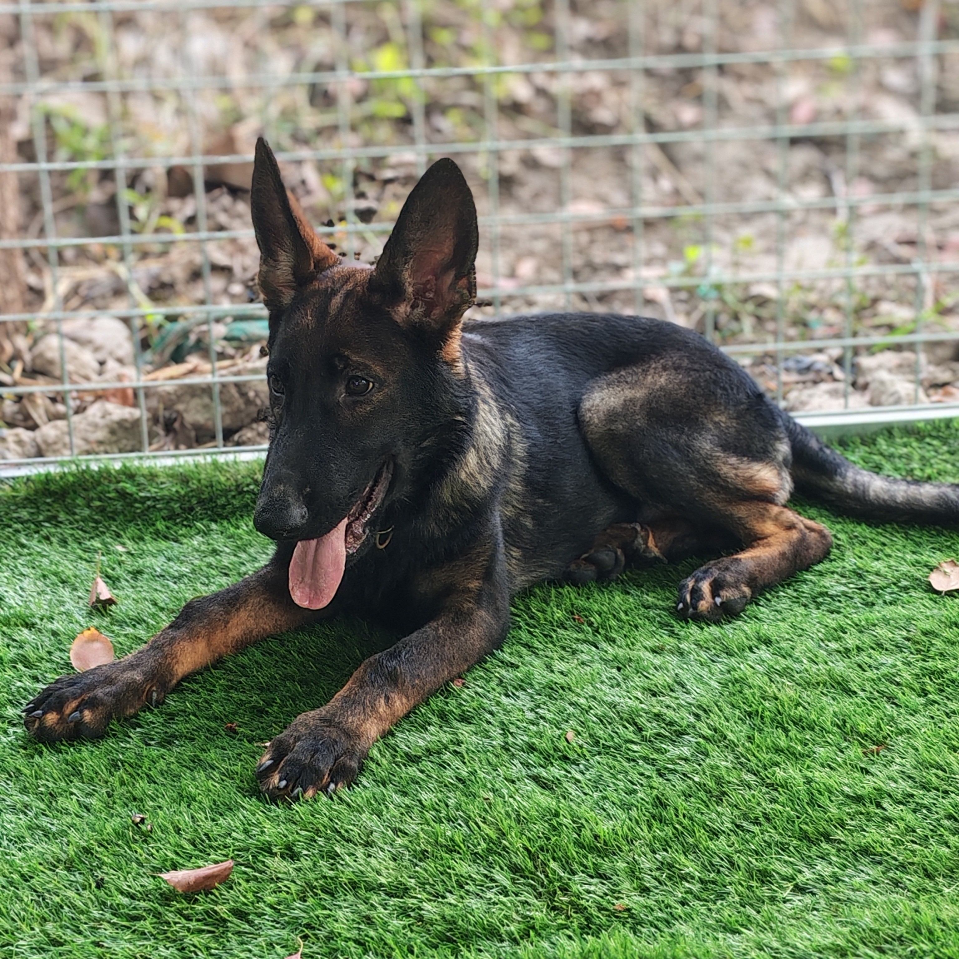 上海车界犬哥（精品东德牧羊犬）进口种公后代