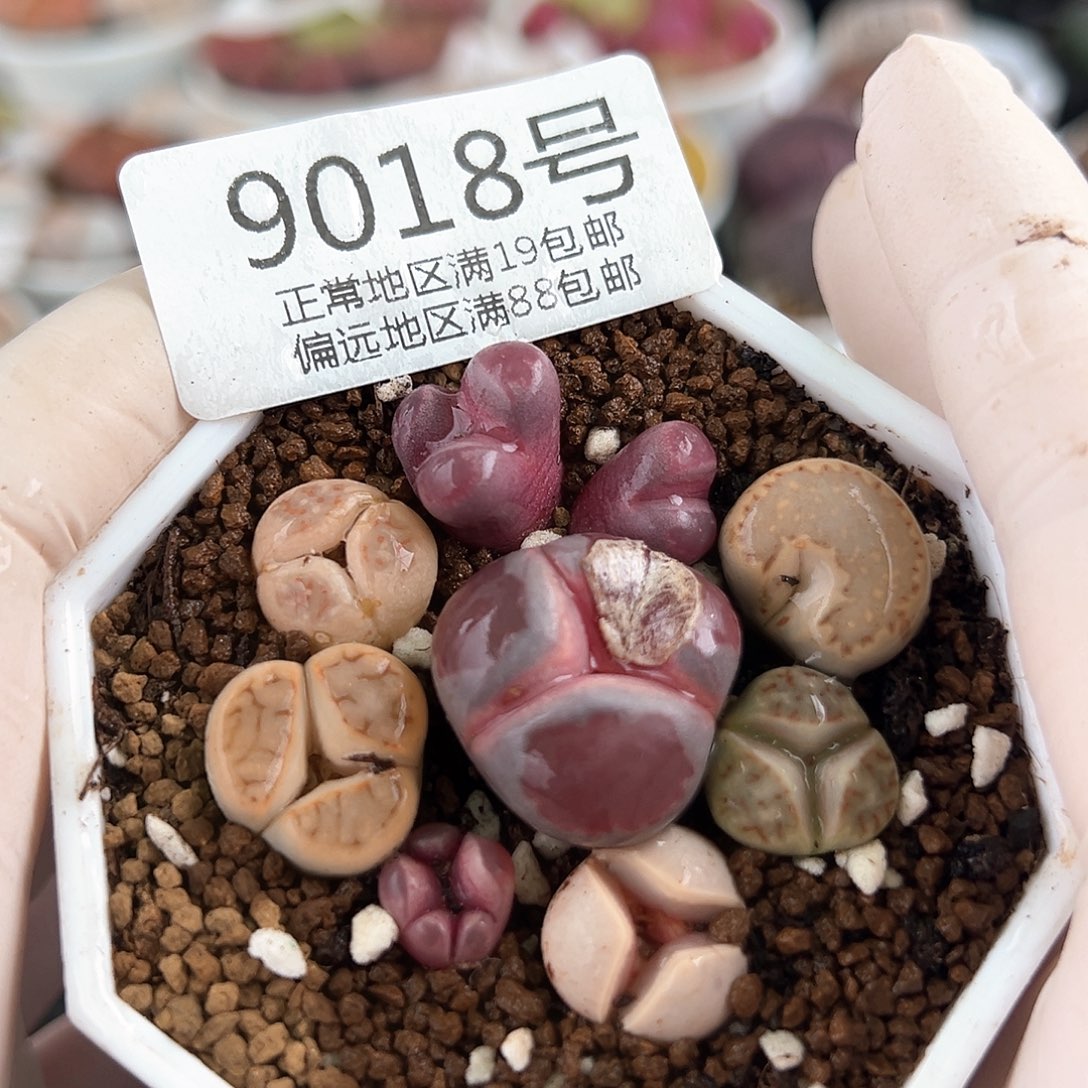 好养易活生石花大母本9018奔奔8颗