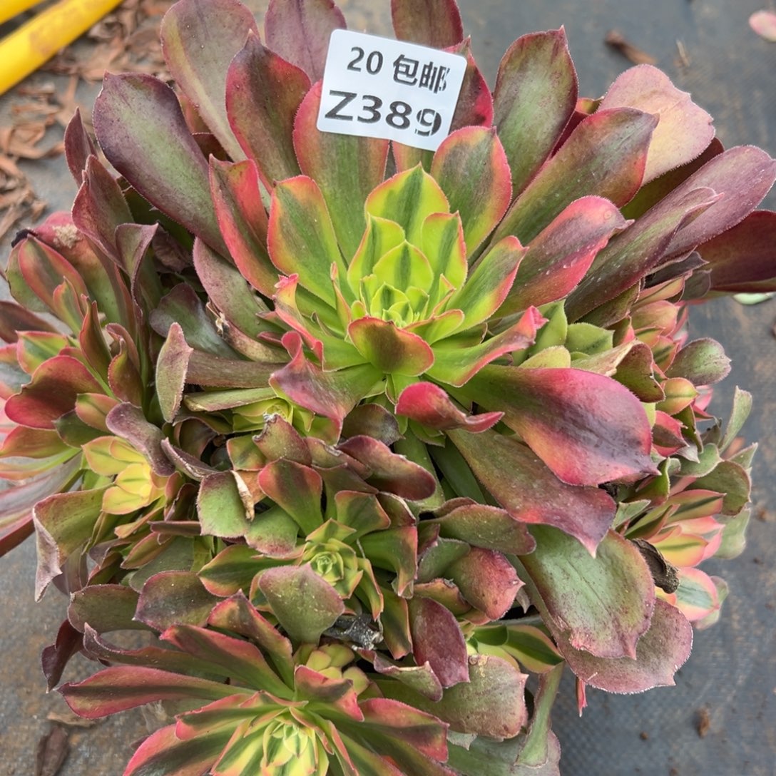 389红秀，满20包邮嘟叮熊