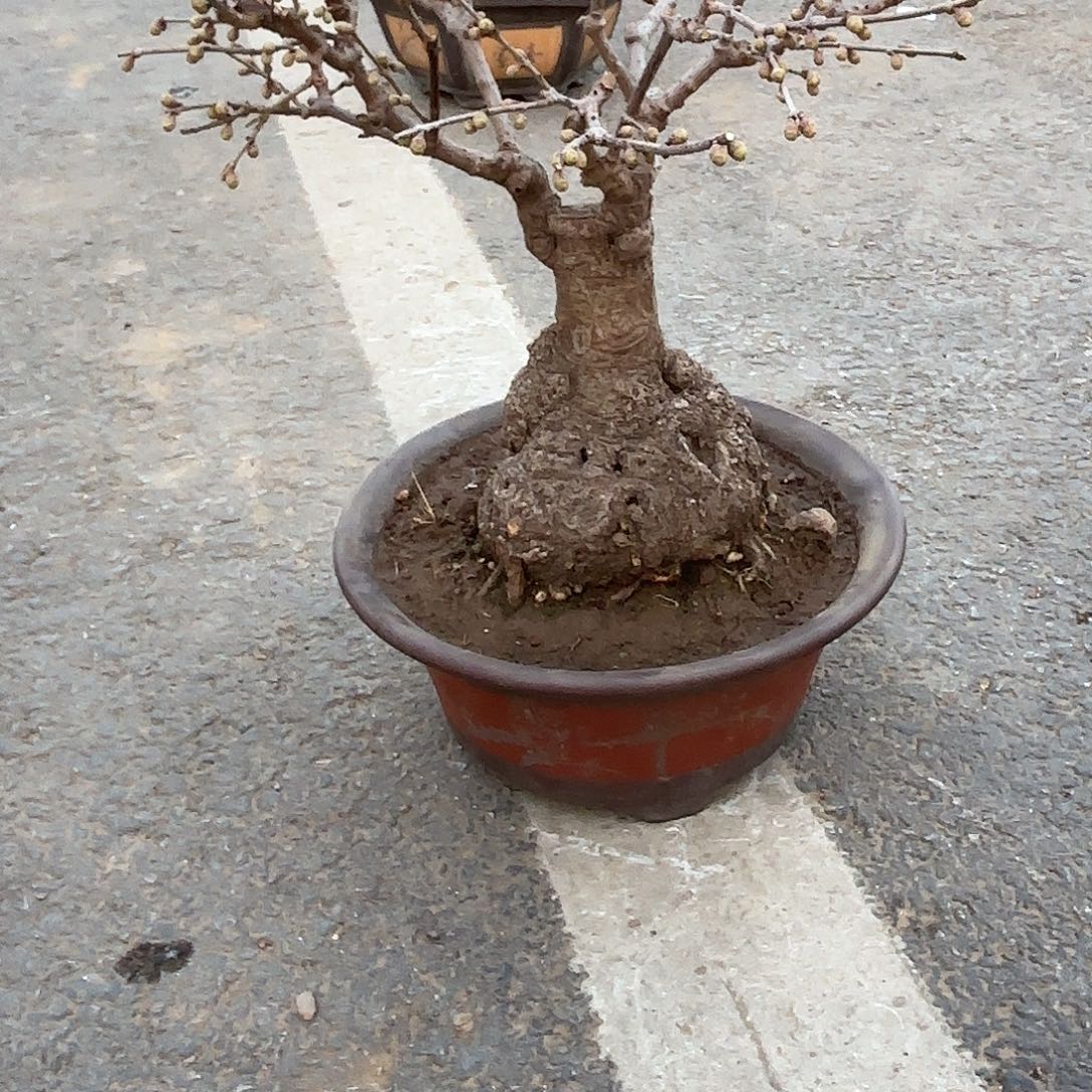 无花朵腊梅盆景造型盆栽花卉