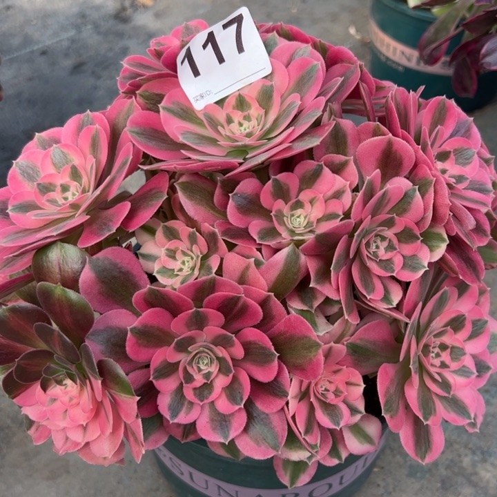 117女巫22厘米左右