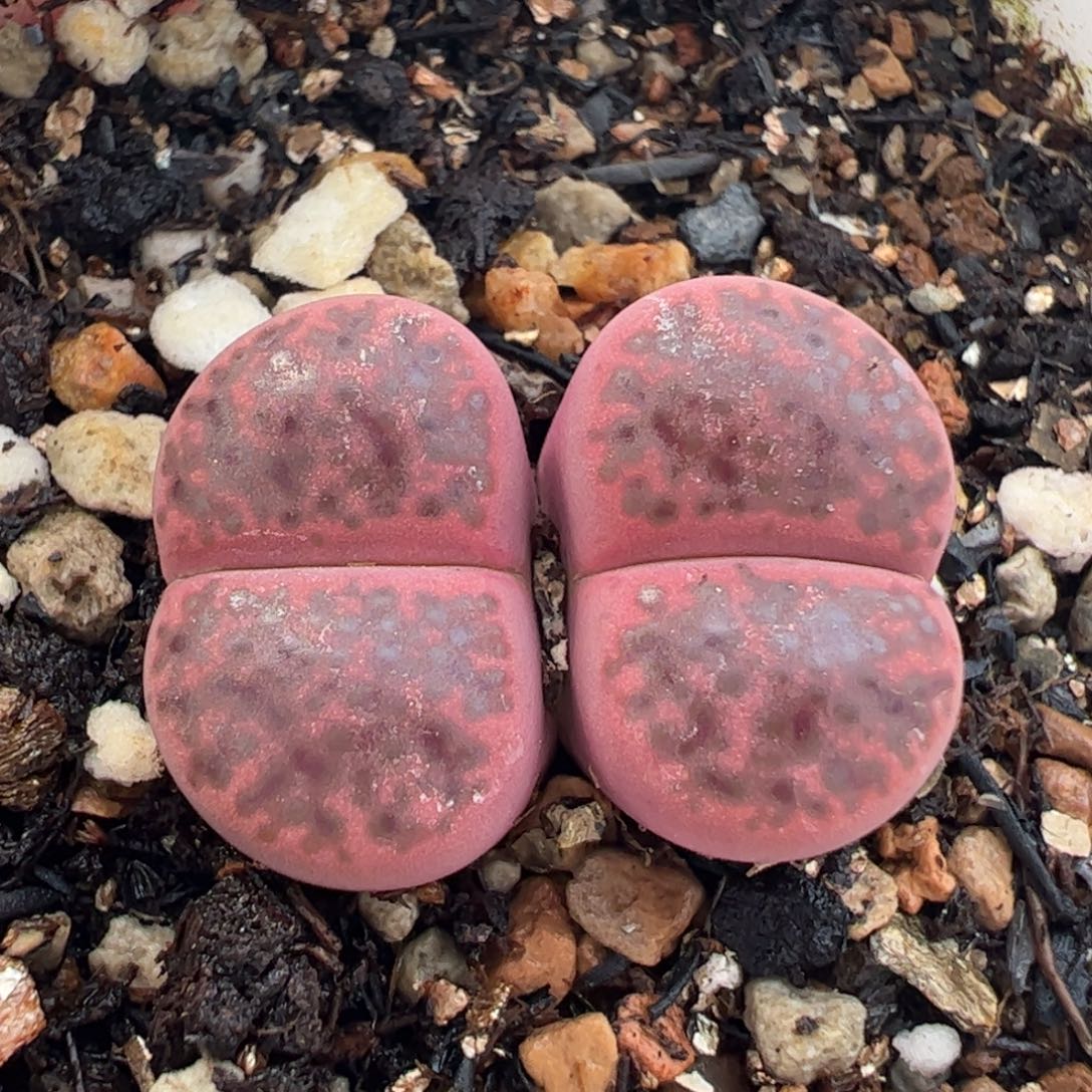 752多肉植物百科