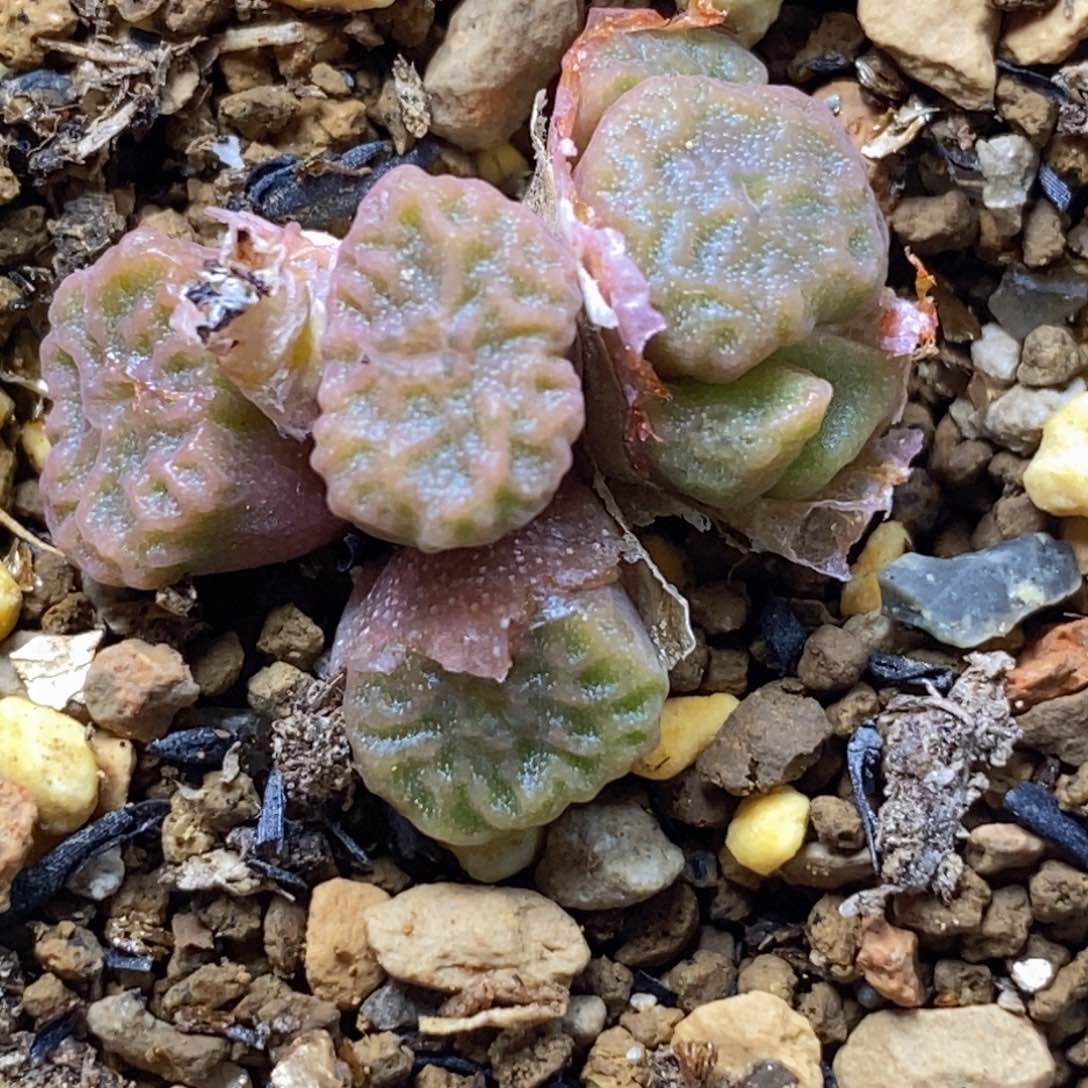 7头超烧9479 超烧9479