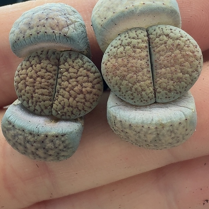 老马生石花血点朝贡2250