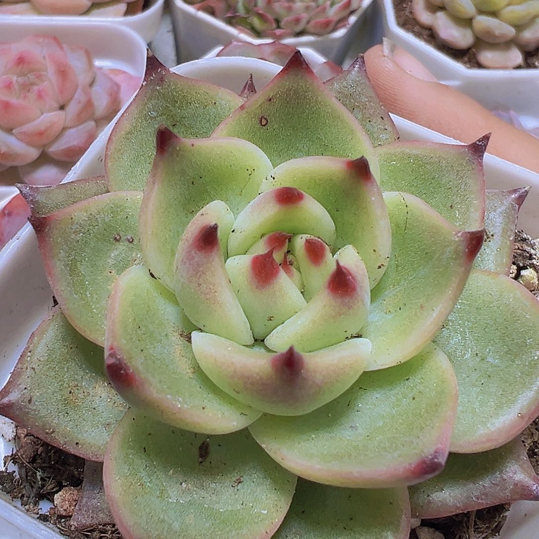 蓝龙19包邮多肉植物