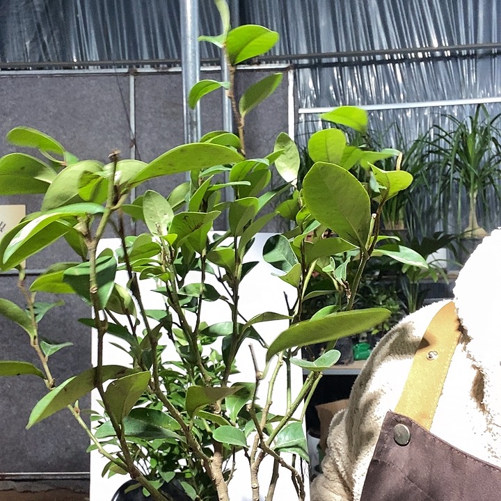 完全开放1棵绿植，1棵含笑，冻坏不赔19的