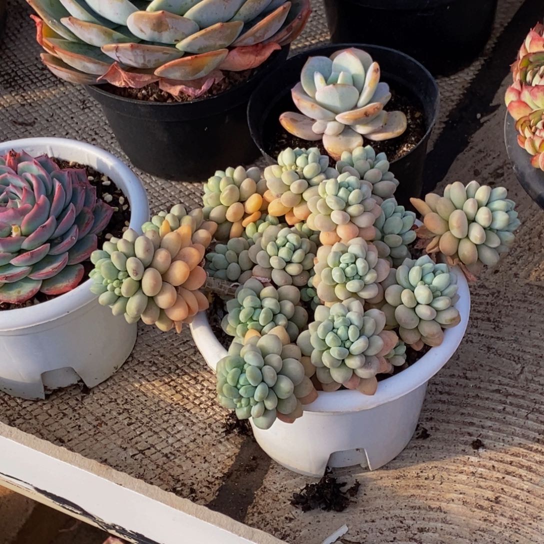 肉***蛋48包邮一物一拍多肉植物