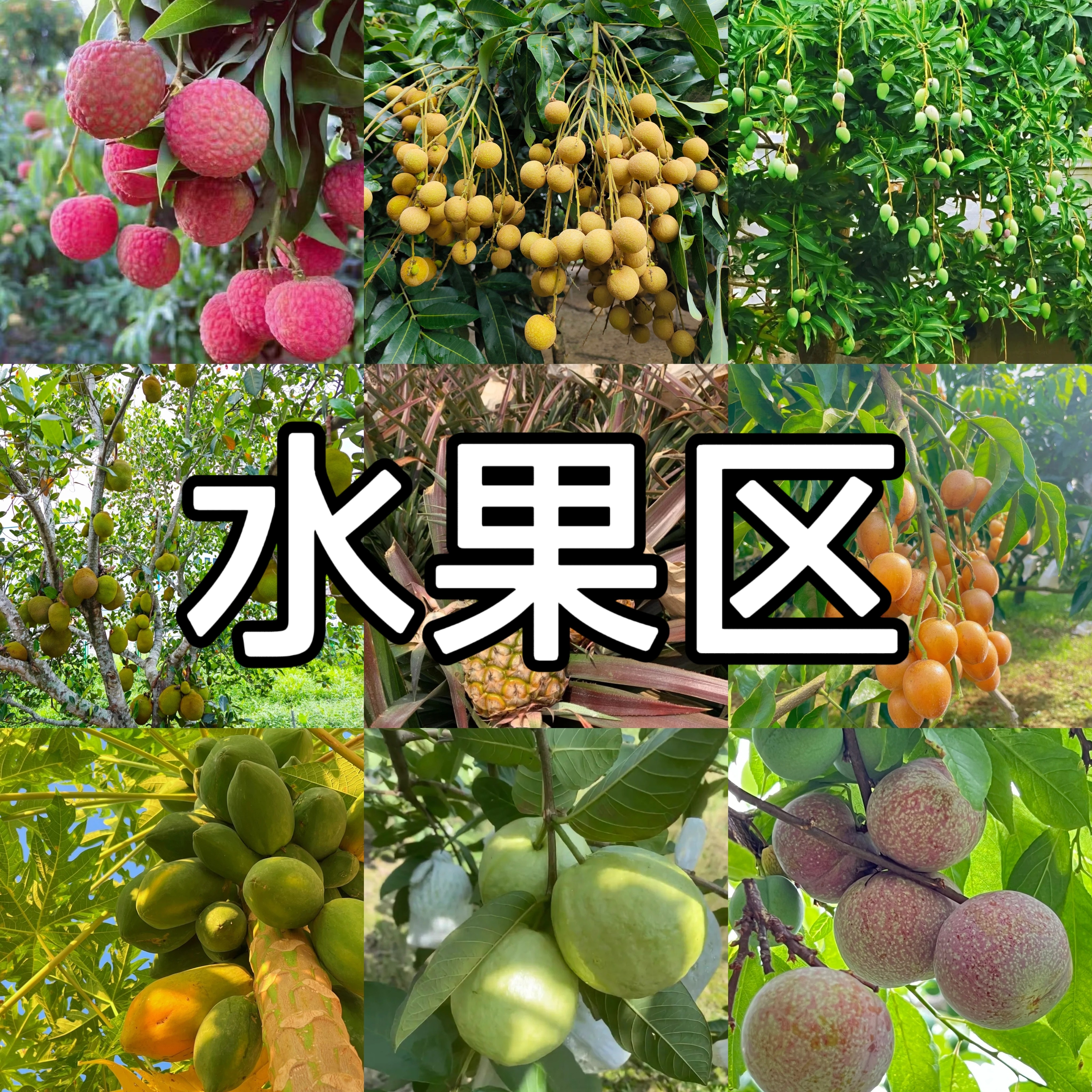 【农村直播代购】茂名特产新鲜荔枝黄皮龙眼水果（省外链接）